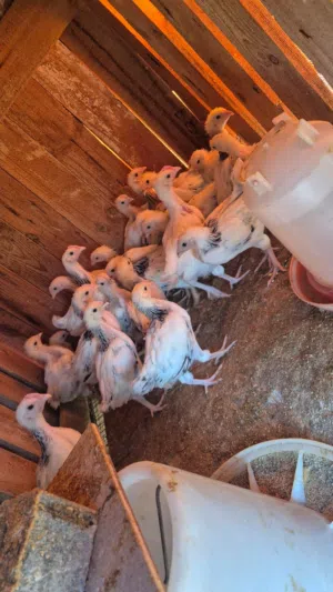 صيصان الفرنسي السوسكس