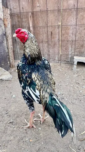ديك بكستاني