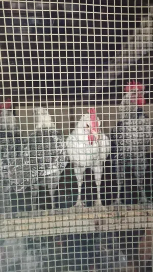 Local Chickens available/دجاج متوفر