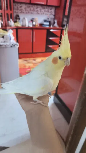 كوكتيل أليف ذكي