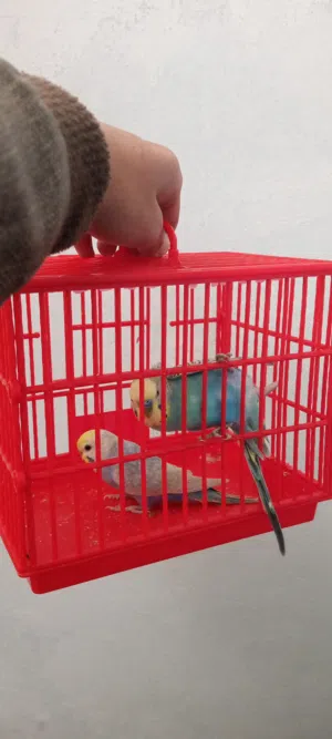 طيور حب ريمبو شغالات مش مخاليف