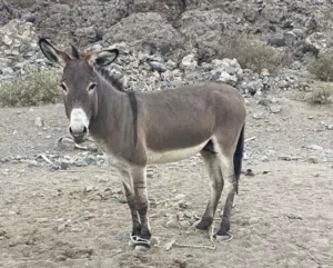 حمار للبيع