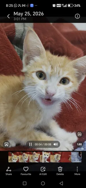 male cat is for adoption