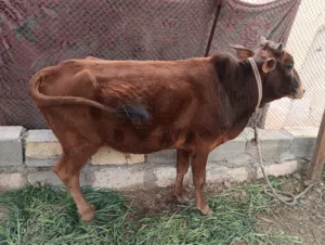 عجل مطعوم للبيع