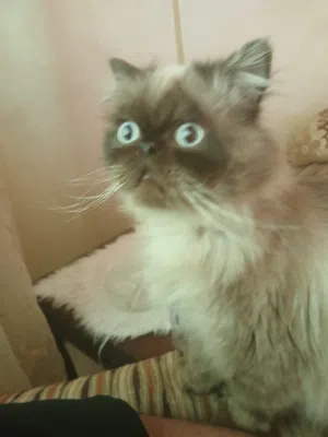 همالايا ذكر للتزاوج