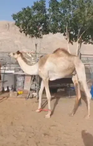 للبيع قعود لقي سمين