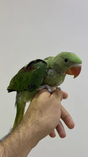 طيور فروخ متو نيبالي حجم كبير Parrot chicks