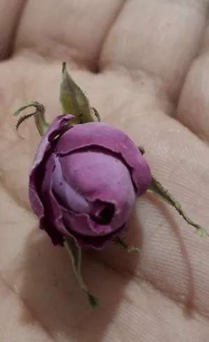 Others - Food - Supplements0