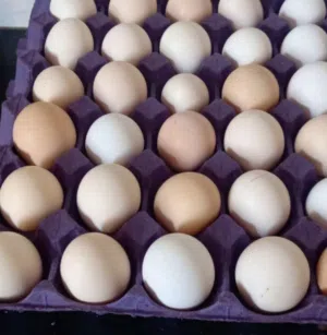 ابحث عن بيض