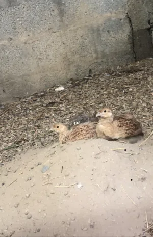 البيع صفارد باكستاني +حمام اثيوبي