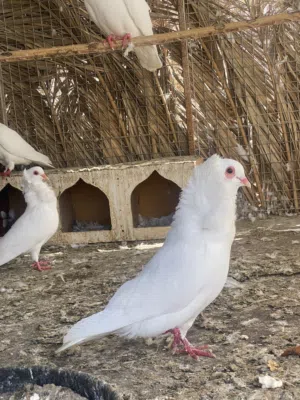 حمام نمساوي للبيع