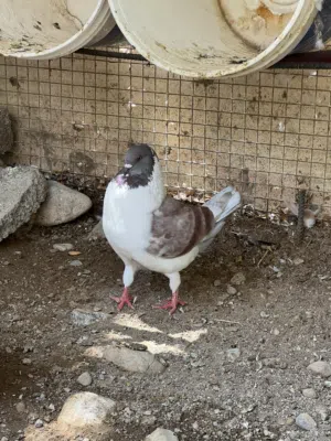 طيور مدينه اوروبي ذكر جاهز لزواج