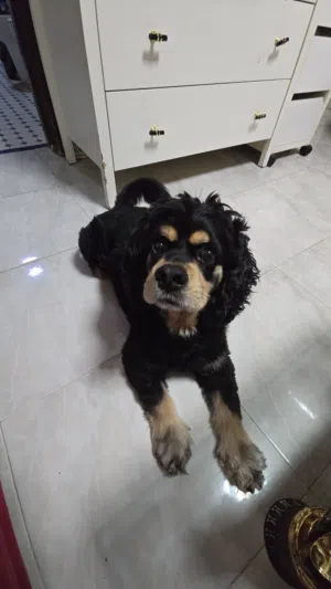 cooker spaniel dog 3 and half years fully trained