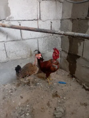 ديج ودجاجه ابو اركيبه البيع40