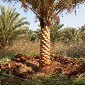 ‏أشجار - نباتات‏4