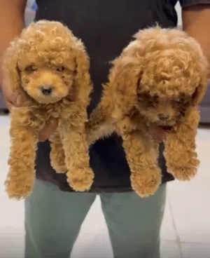 Toy poodle