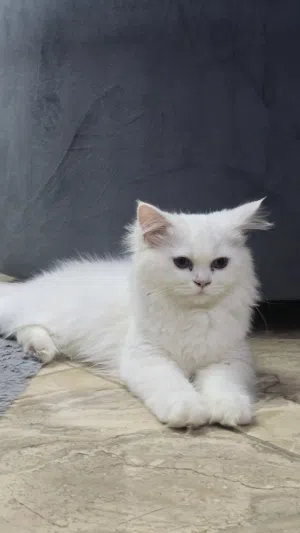 Persian Cat