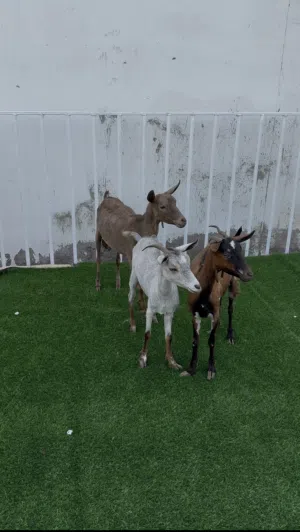 للبيع من الحلال الصفاري هايشتين بكور و فحل مستوى فاخر