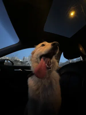 LUCY, Golden retriever husky mix,
