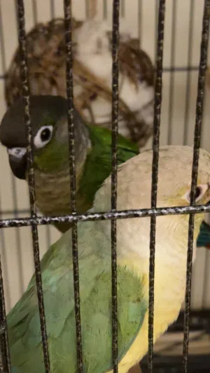 cinnamon conure, سنمن كنيور