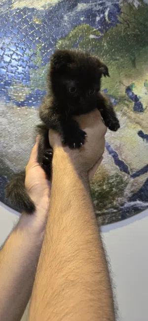 سكوتش فولد و سكوتش ستريت