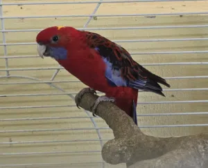 كرمسن روزيلا - Crimson Rosella
