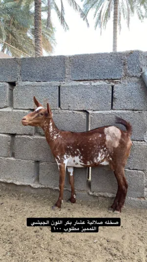 أغنام صلالية بكار مال تربية +جاعده نجديه