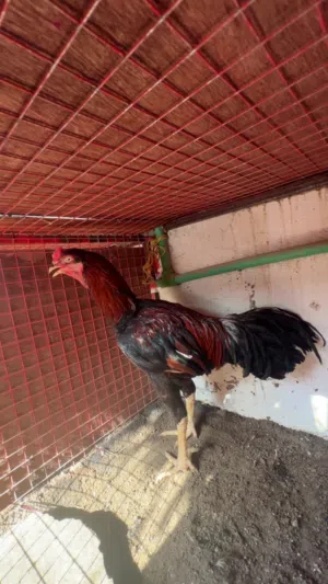 طير باكستاني