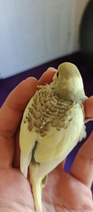 طيور حب زينه