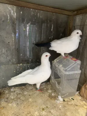حمام نخب اول