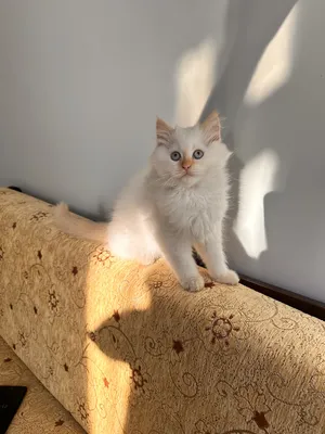 Persian3