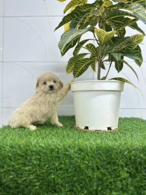 She poo puppy