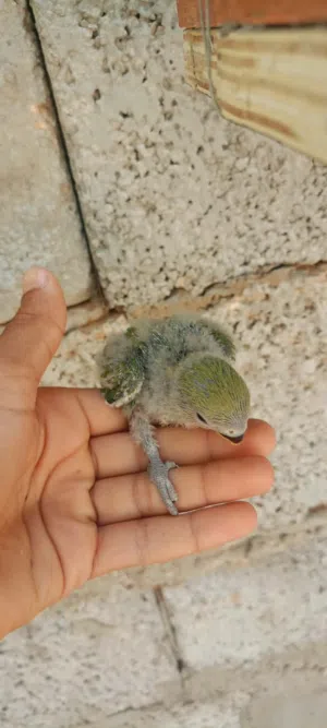 فروخ بركديلو لي ترويض في توصيل