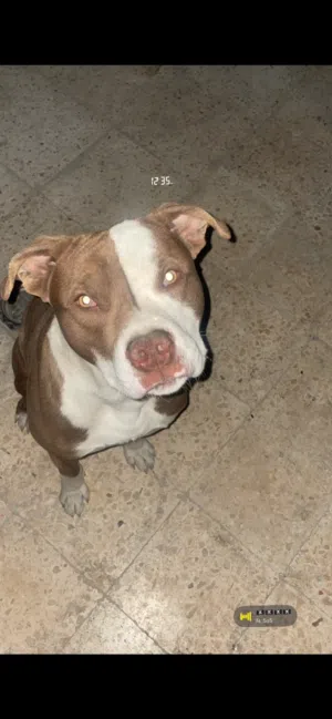 بيتبول عمره سنة ونص مع جميع تطعيمة أليف مدرب طاعة وسرق بوت