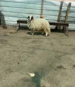 تمايم وأضاحي