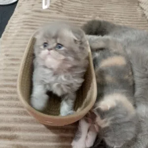 قطط صغيرة جميلة للبيع العمر50 يوم صحتهم ممتازة ونشيطين يلعبوا كثير ومتعودين على الناس