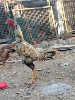 Chickens2
