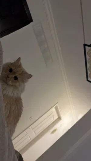 قطه شيرازي للتبني