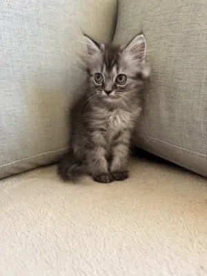 Pure Siberian cat  this is the three month old