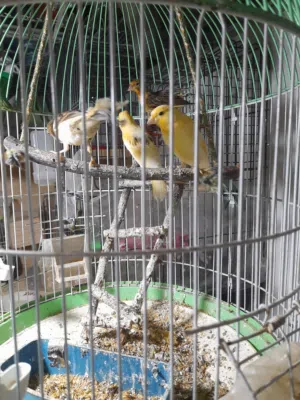 مجموعة افراخ كناري احجام جامبو