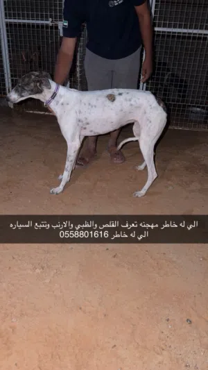 الي له خاطر ب 1000 الوحده اناثي