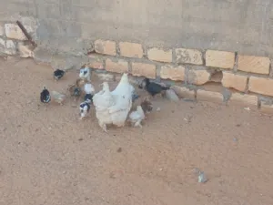 مكانهم تاجوارء