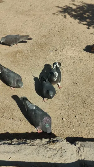 السلام عليكم حمام البيع لوت