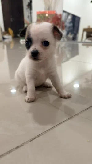 Premium Chihuahua Puppies  UAE Delivery  جراء شيواوا مميزة وصغيرة الحجم