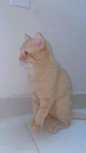 قطه شيرازيه