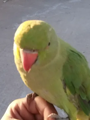 ‏ببغاء‏2