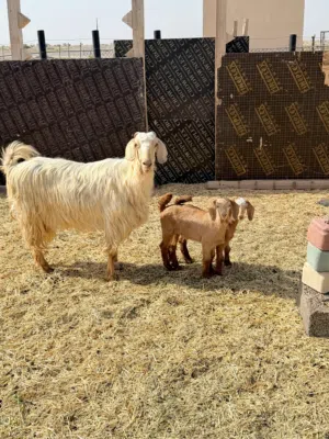 شاة من حلال الجواميد الحجم الكبير مع اولادها توم