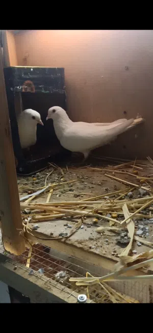 جوز وقواق ابيض