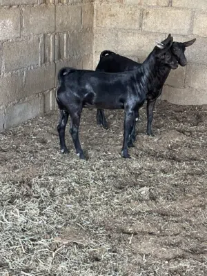 تيوس صلاليه مشاريع فحول