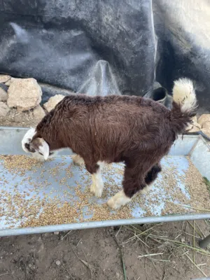 البيع جدايه اعمارهن 4شهور